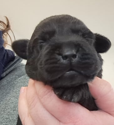 Les chiots de Labrador Retriever