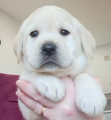Les chiots de Labrador Retriever