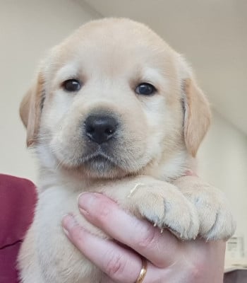 Les chiots de Labrador Retriever