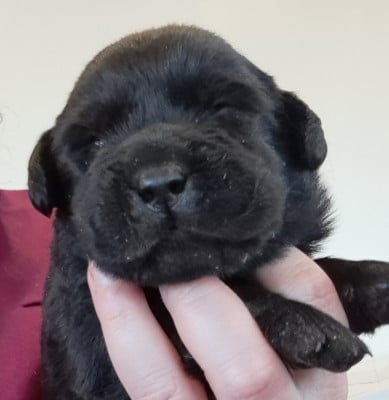 Les chiots de Labrador Retriever