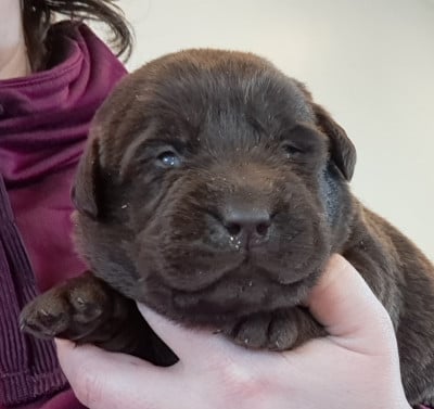 Les chiots de Labrador Retriever