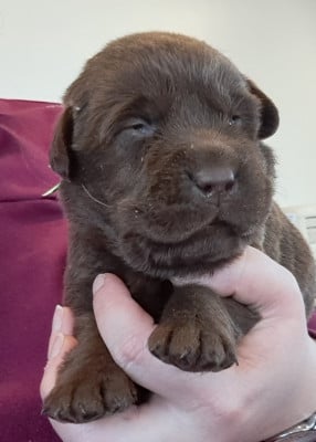 Les chiots de Labrador Retriever