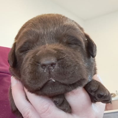 Les chiots de Labrador Retriever
