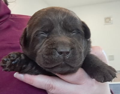 Les chiots de Labrador Retriever
