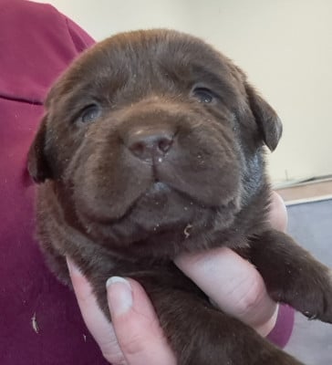 Les chiots de Labrador Retriever
