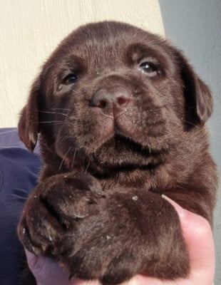 Les chiots de Labrador Retriever