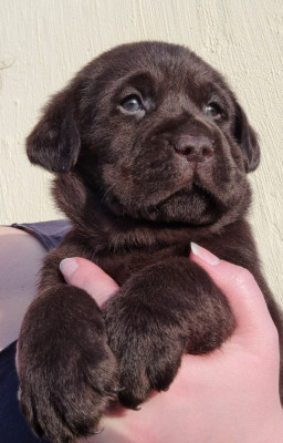 Les chiots de Labrador Retriever