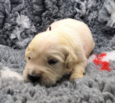 Les chiots de Golden Retriever