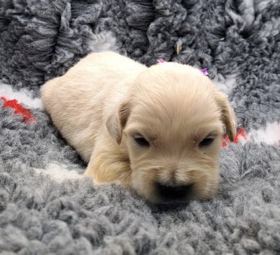 Les chiots de Golden Retriever