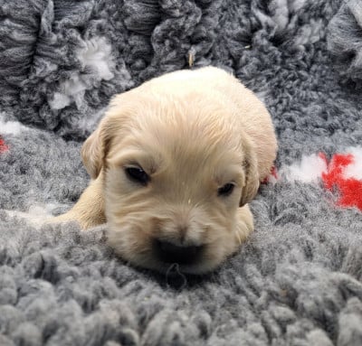 Les chiots de Golden Retriever