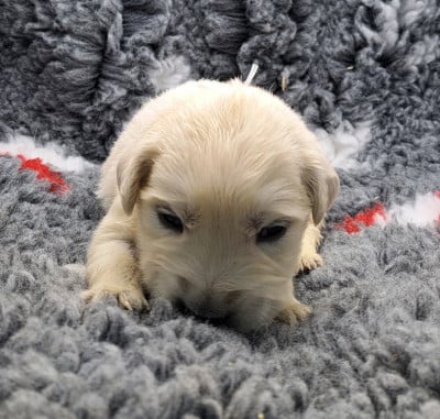 Les chiots de Golden Retriever