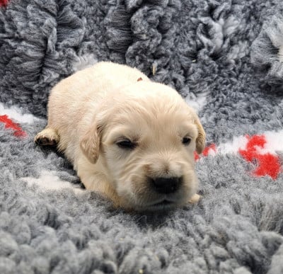 Les chiots de Golden Retriever