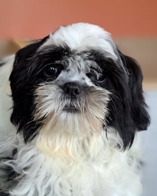 Les chiots de Shih Tzu