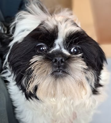 Les chiots de Shih Tzu