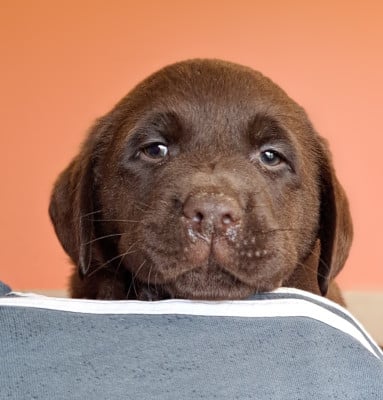 Les chiots de Labrador Retriever