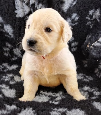 Les chiots de Golden Retriever