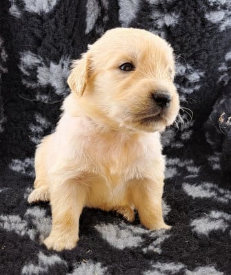 Les chiots de Golden Retriever