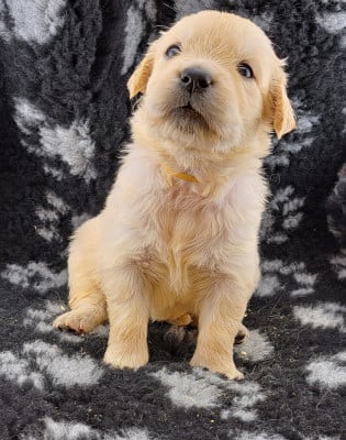 Les chiots de Golden Retriever