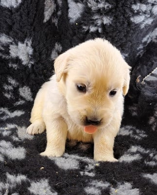 Les chiots de Golden Retriever