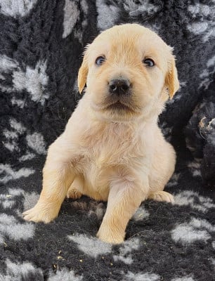 Les chiots de Golden Retriever
