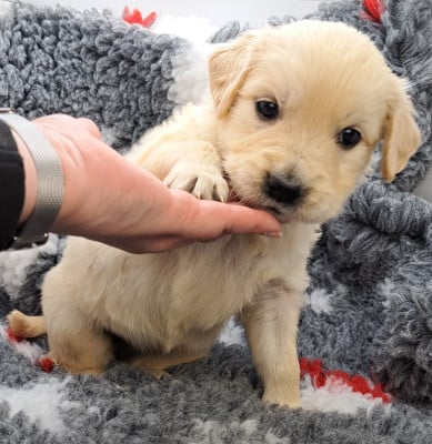 Les chiots de Golden Retriever