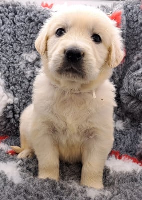 Les chiots de Golden Retriever