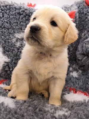 Les chiots de Golden Retriever