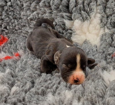 Les chiots de Cocker Spaniel Anglais