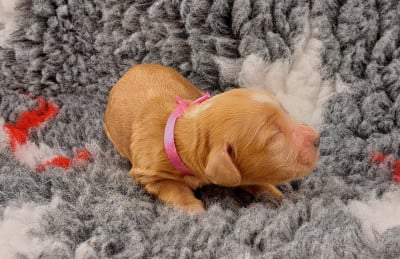 Les chiots de Cocker Spaniel Anglais