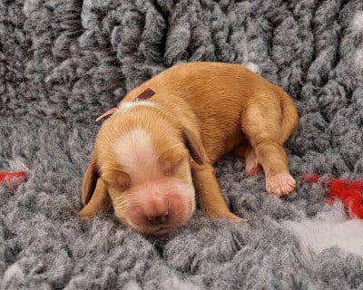 Les chiots de Cocker Spaniel Anglais