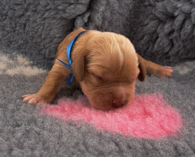 Basile (ruban bleu) - Cocker Spaniel Anglais