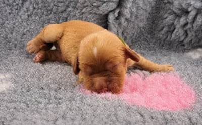 Buddy (ruban vert) - Cocker Spaniel Anglais