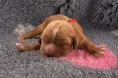 Bob (ruban rouge) - Cocker Spaniel Anglais