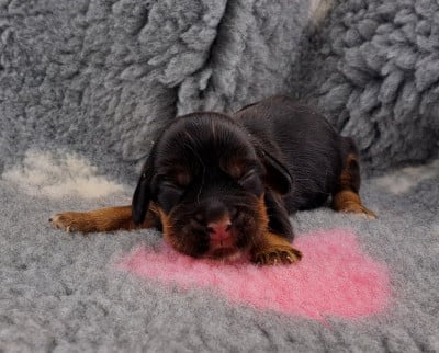 Benny - Cocker Spaniel Anglais