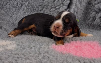 Bongo (ruban vert) - Cocker Spaniel Anglais