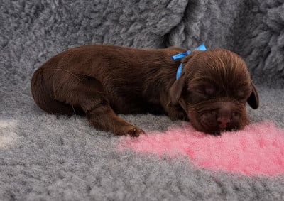 Balco (ruban bleu) - Cocker Spaniel Anglais