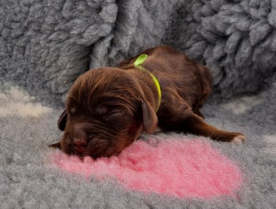 Barney (ruban vert) - Cocker Spaniel Anglais