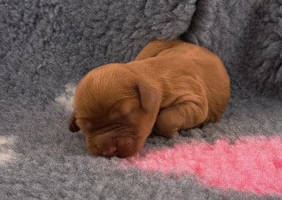 Boulette - Cocker Spaniel Anglais