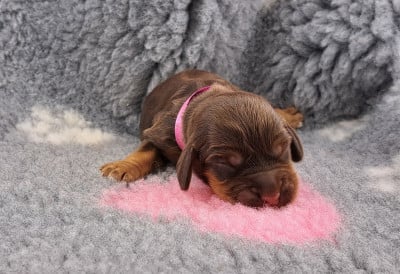 Les chiots de Cocker Spaniel Anglais