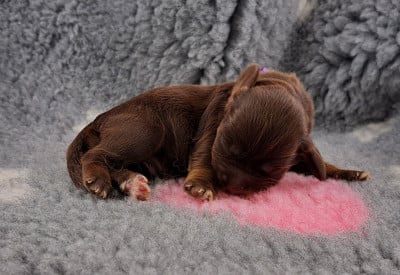 Bambou - Cocker Spaniel Anglais