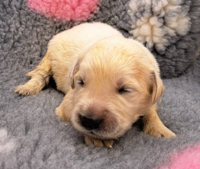 Les chiots de Golden Retriever