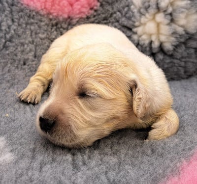 Les chiots de Golden Retriever