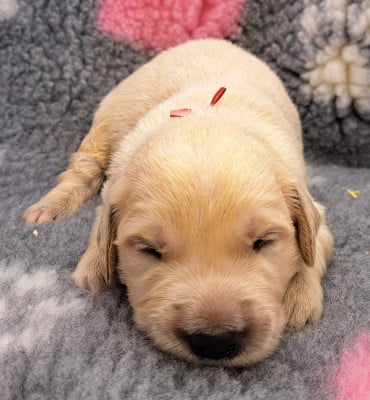 Les chiots de Golden Retriever