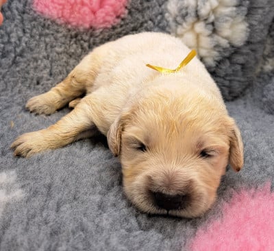 Les chiots de Golden Retriever