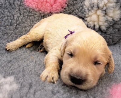 Les chiots de Golden Retriever