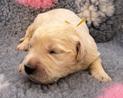Les chiots de Golden Retriever