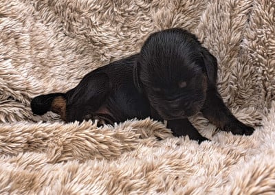 Les chiots de Cocker Spaniel Anglais
