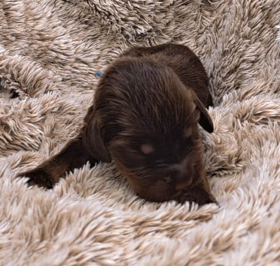 Les chiots de Cocker Spaniel Anglais