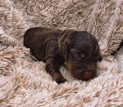 Les chiots de Cocker Spaniel Anglais