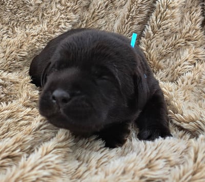 Les chiots de Labrador Retriever
